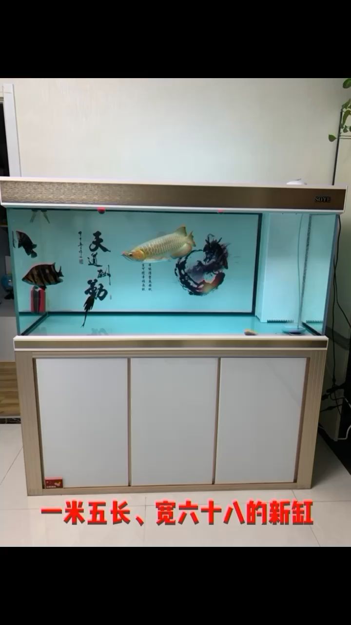 換缸啦！全新水龍魚入缸！ 觀賞魚論壇