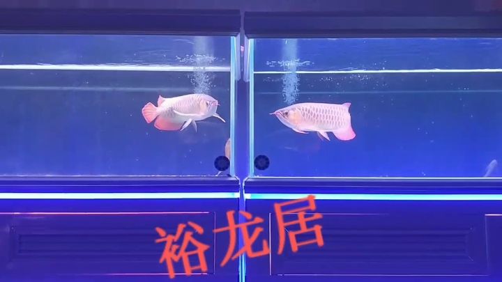 雙胞胎 觀賞魚論壇