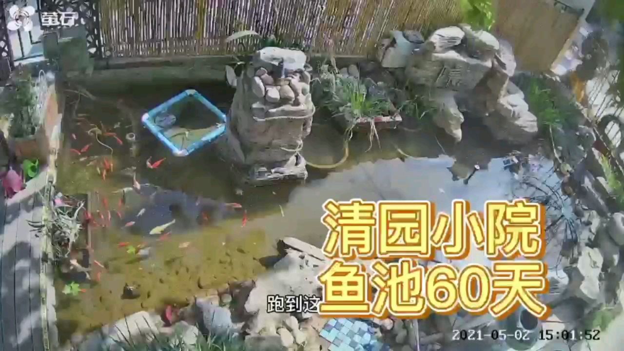 錦鯉魚池的自動化建設 觀賞魚論壇 第1張