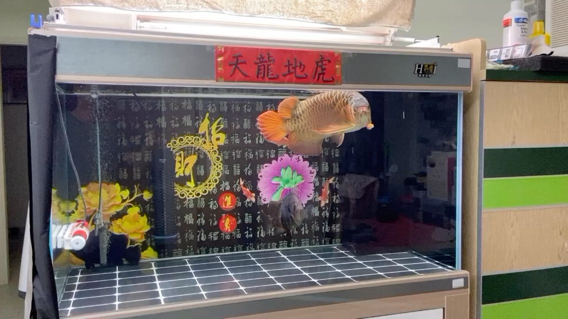 今天喂一餐，之后停喂兩天，準(zhǔn)備換濾材 觀賞魚論壇 第1張