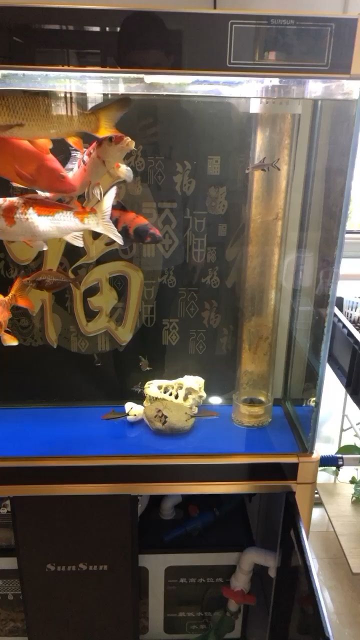 這幫狠貨 觀賞魚(yú)論壇