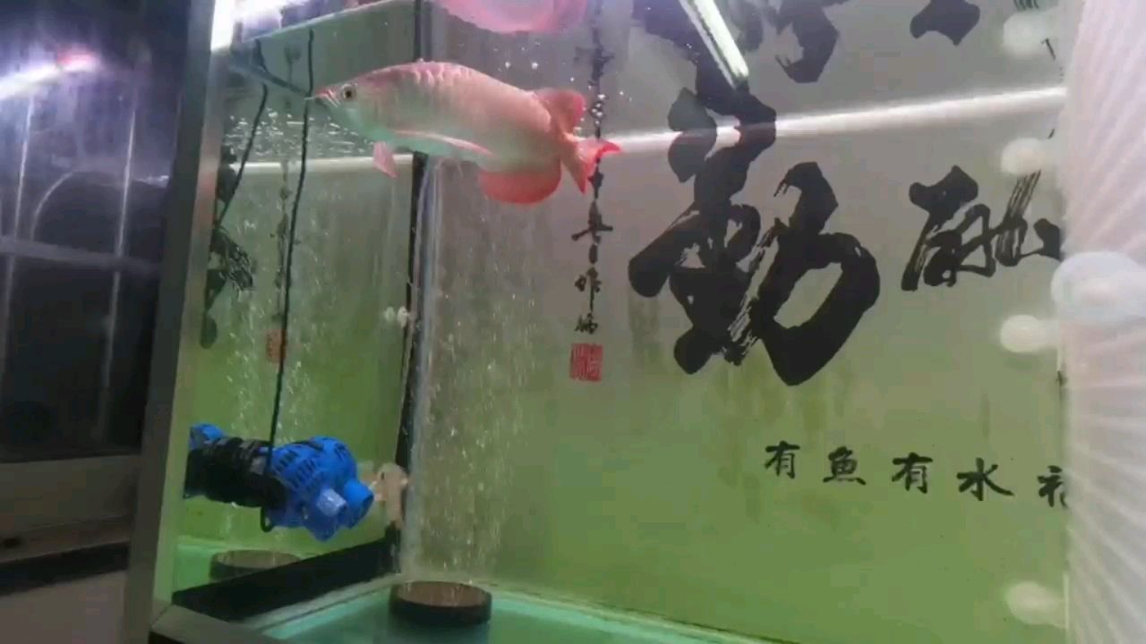 赤焰辣椒紅龍F(tuán)2 觀賞魚(yú)論壇