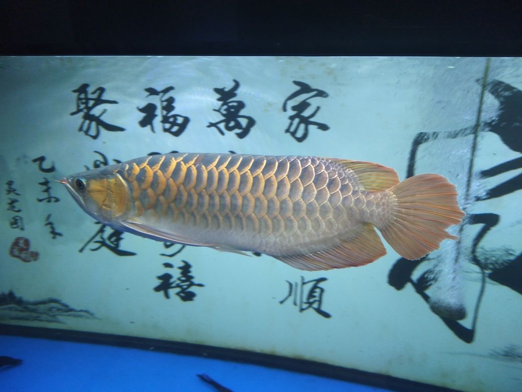 玻璃燈管也撞破了 觀賞魚(yú)論壇 第2張