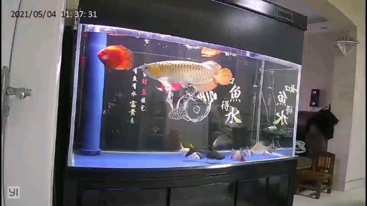 兩虎魚天天打架怎么弄？ 觀賞魚論壇