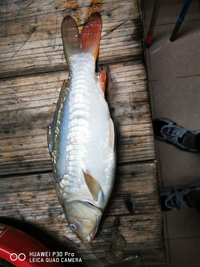 家里的池子一到這個梅雨天氣，魚魚又是一條 觀賞魚論壇 第5張