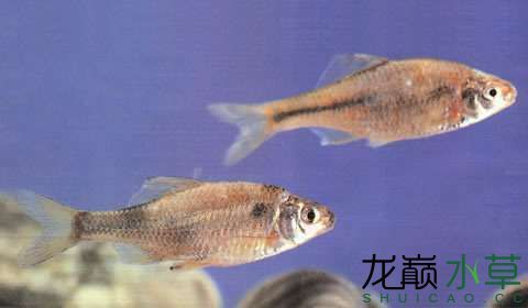 中國特有物種“無須鱊” 觀賞魚論壇