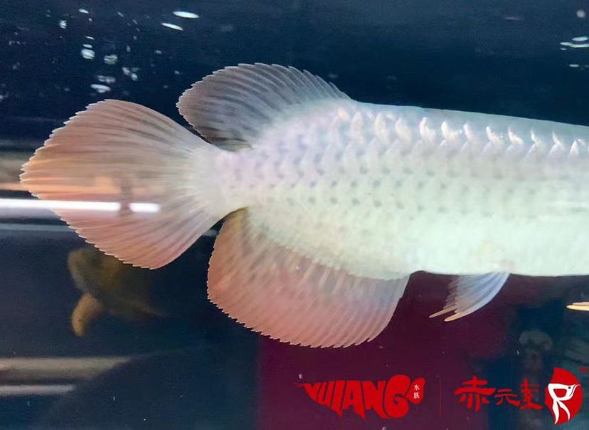 五一鉅惠：赤元素精品火焰尾 觀賞魚(yú)論壇 第2張