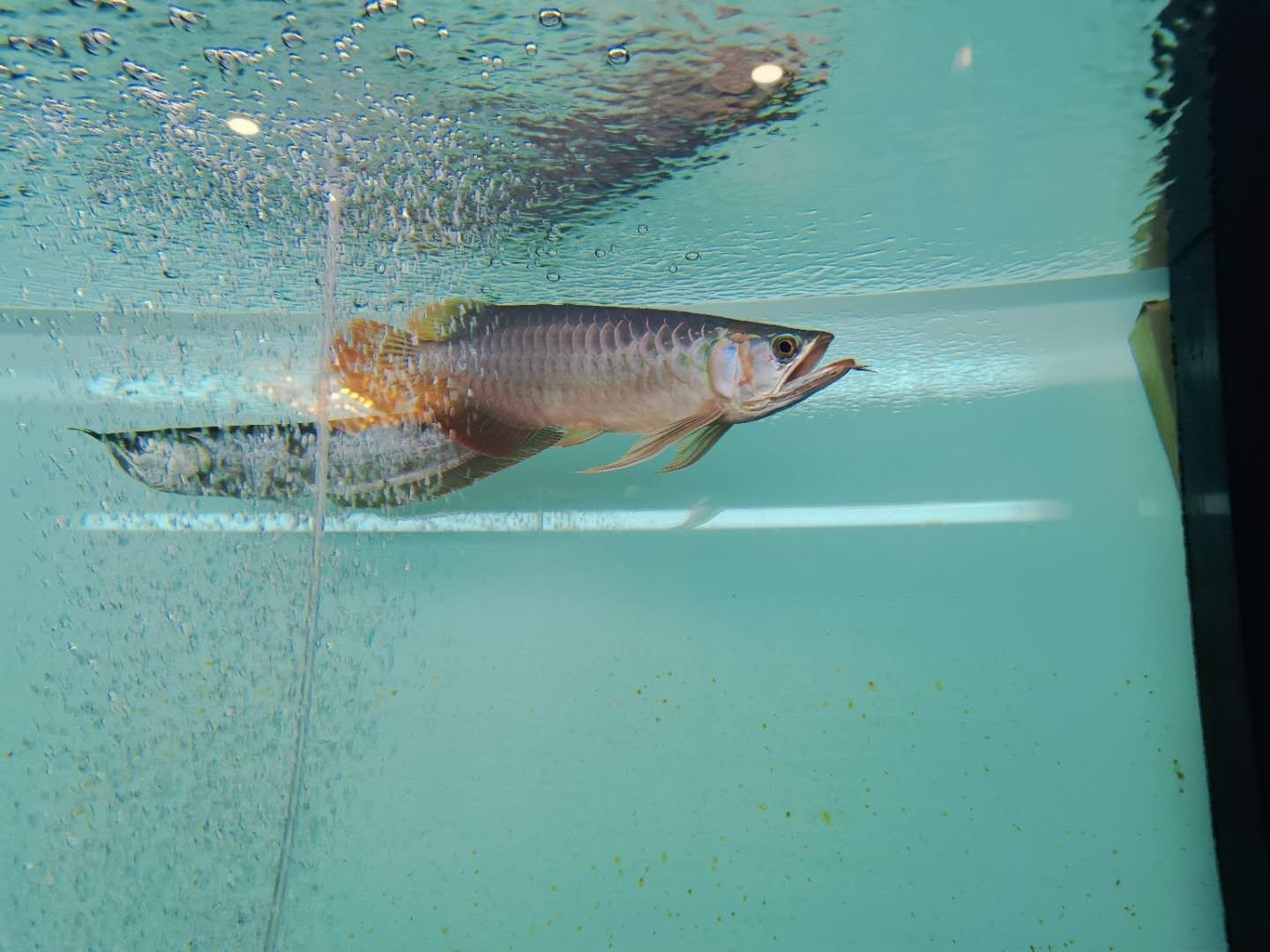 假期愉快 小魚成長記 觀賞魚論壇 第3張