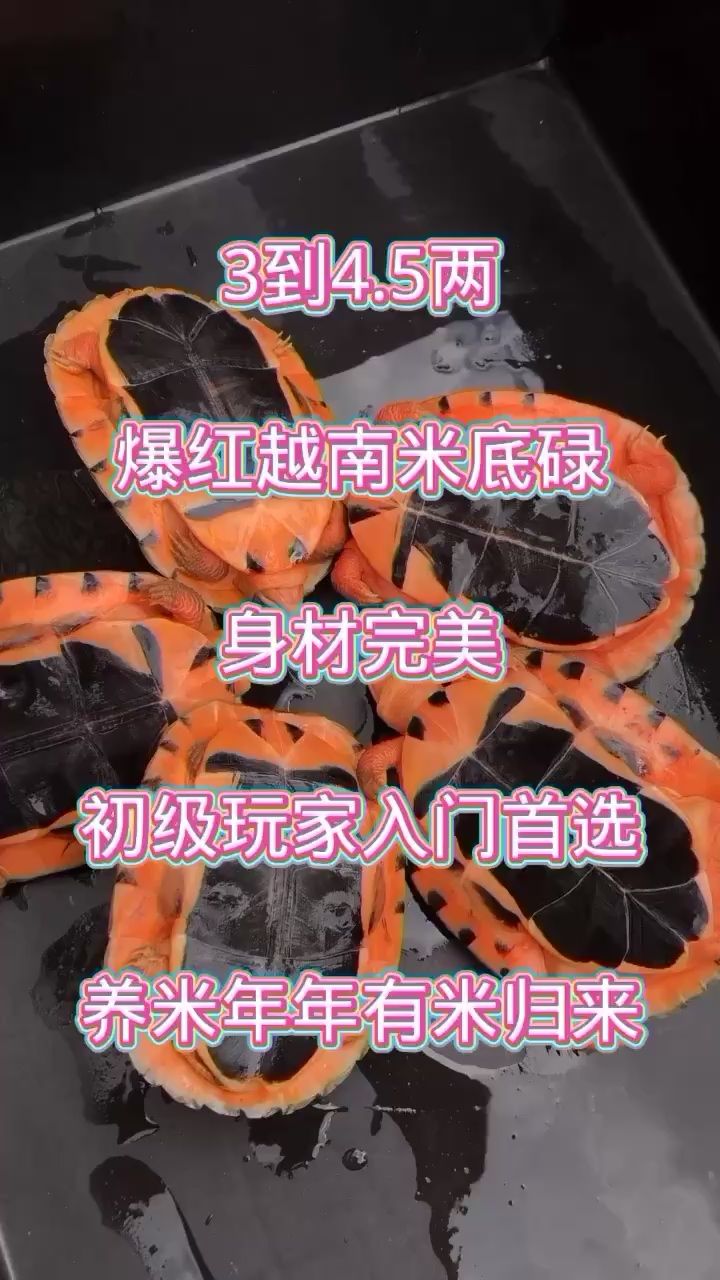 金錢龜，越南米底 觀賞魚論壇