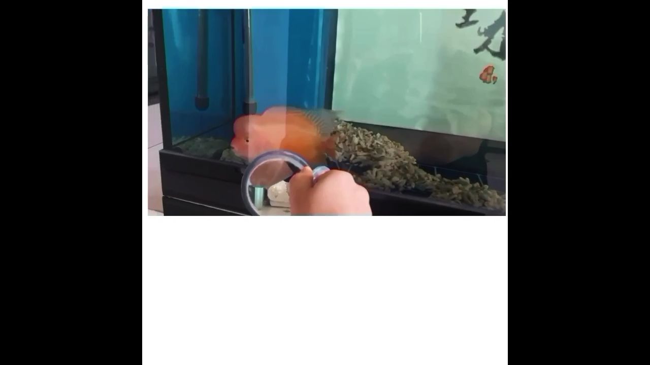 反饋不斷的a級紅馬羅漢魚 觀賞魚論壇