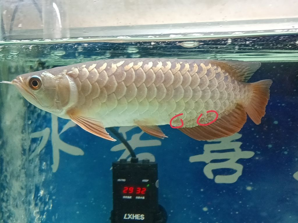 這里是怎么了 觀賞魚(yú)論壇