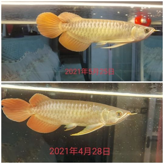 31天。記錄一下，胸鰭明顯有在生長(zhǎng)[huaixiao] 觀(guān)賞魚(yú)論壇