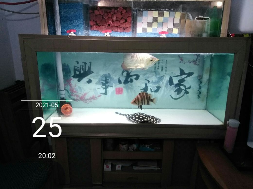 養(yǎng)魚燒錢嗎？ 觀賞魚論壇 第6張