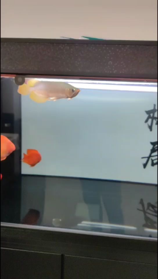 刷刷魚缸，打個卡 觀賞魚論壇