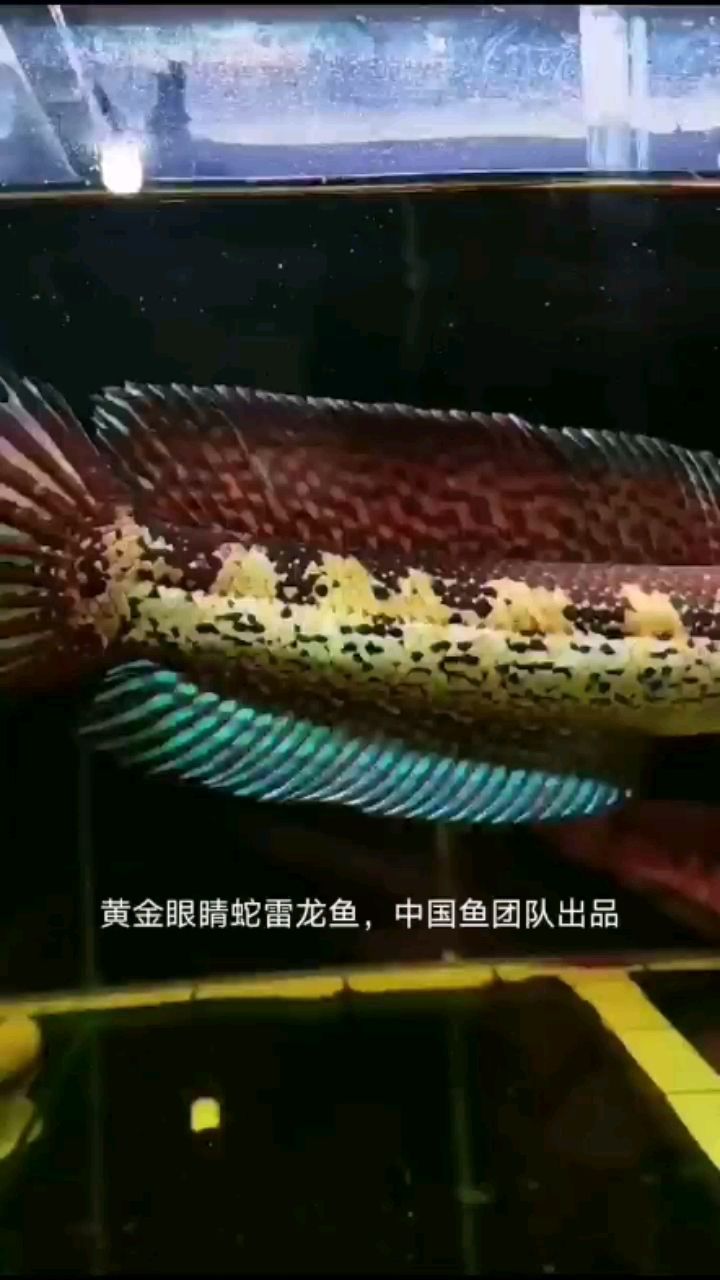 黃金眼睛蛇雷龍魚(yú) 觀賞魚(yú)論壇