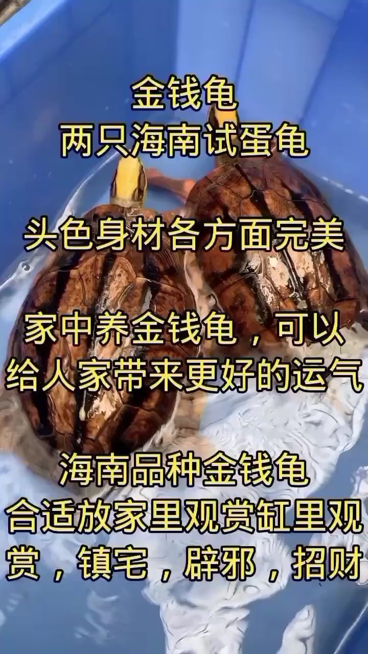 金錢龜，觀賞龜 觀賞魚(yú)論壇