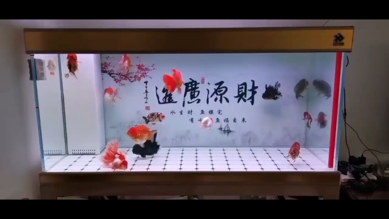 魚(yú)缸背景展示圖 觀賞魚(yú)論壇