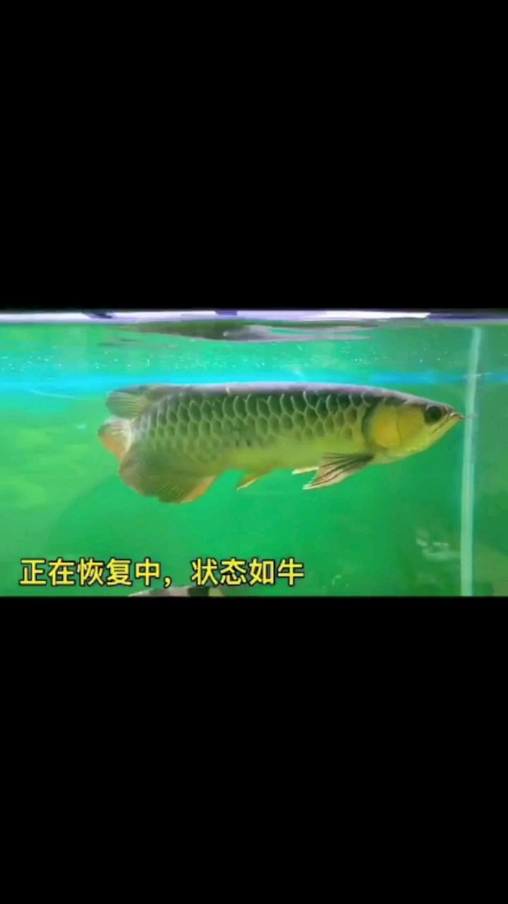 客廳魚缸制作視頻 水族問答 第1張