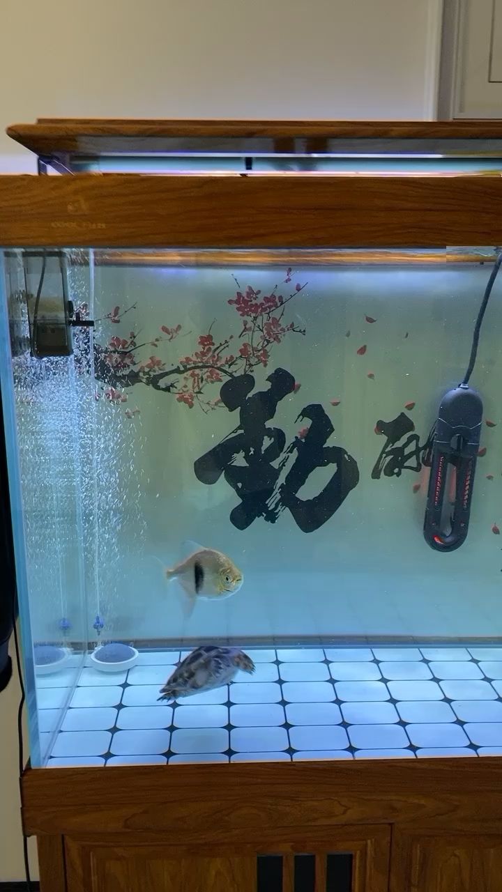 坐看云起時 觀賞魚論壇