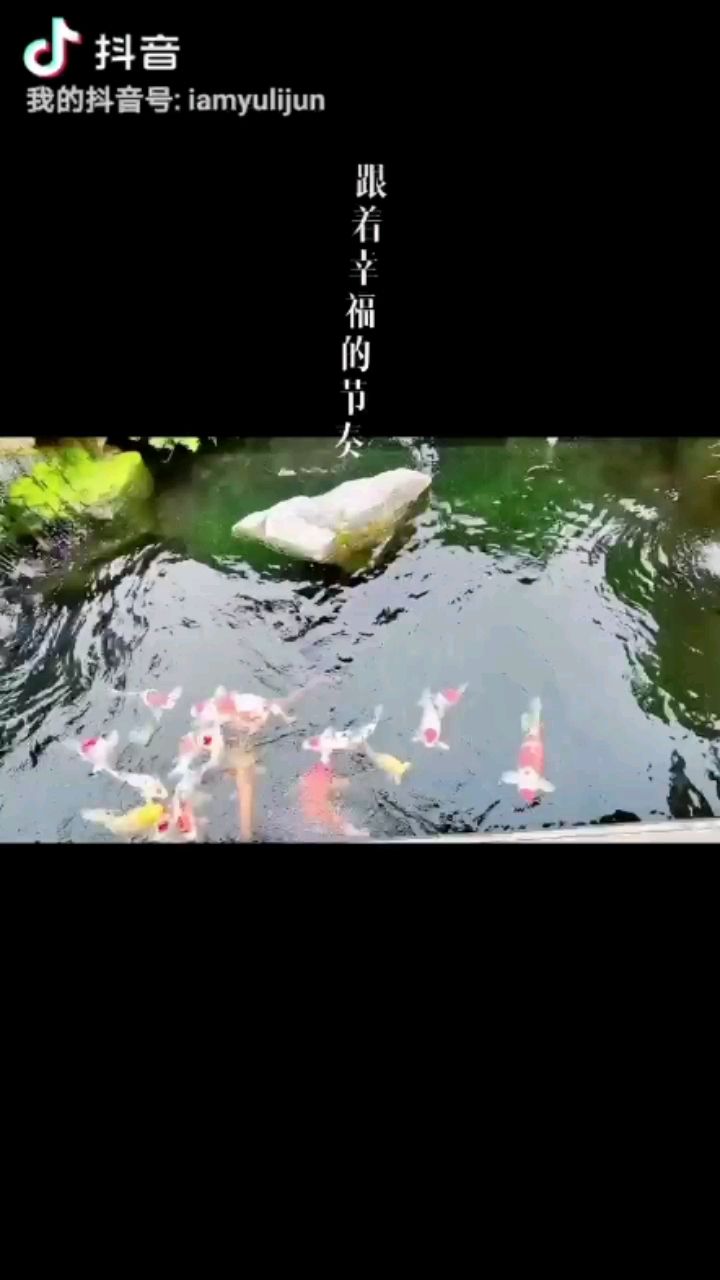 為了養(yǎng)豬，又要準(zhǔn)備清倉(cāng)了！ 觀賞魚(yú)論壇 第1張