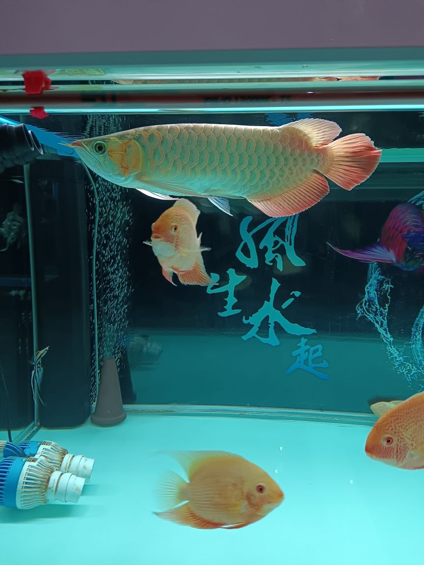 金龍魚和哪些魚混養(yǎng)好 水族問答 第5張