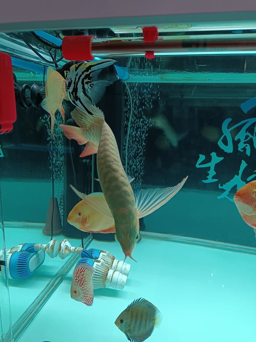 金龍魚和哪些魚混養(yǎng)好 水族問答 第6張