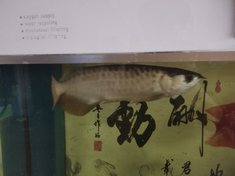 江門哪里賣魚缸的多啊多少錢（江門哪里賣魚缸的多啊多少錢一條）