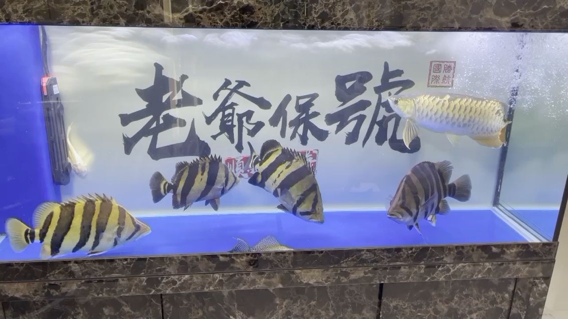 養(yǎng)魚不到半年的戰(zhàn)利品 觀賞魚論壇