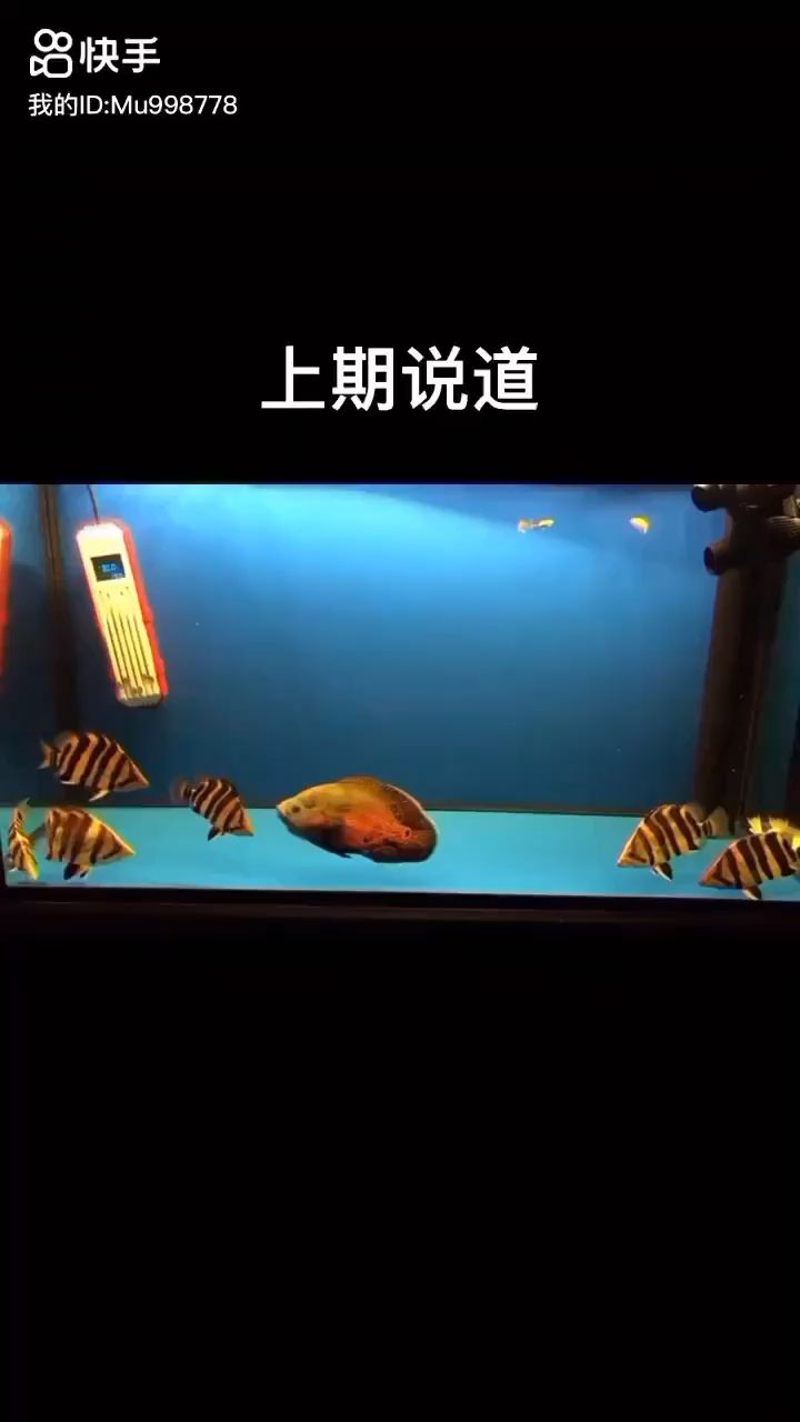 如何養(yǎng)定一缸明虎 觀賞魚論壇 第1張