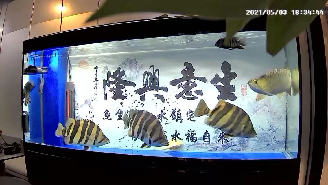 就是喜歡大 觀賞魚論壇