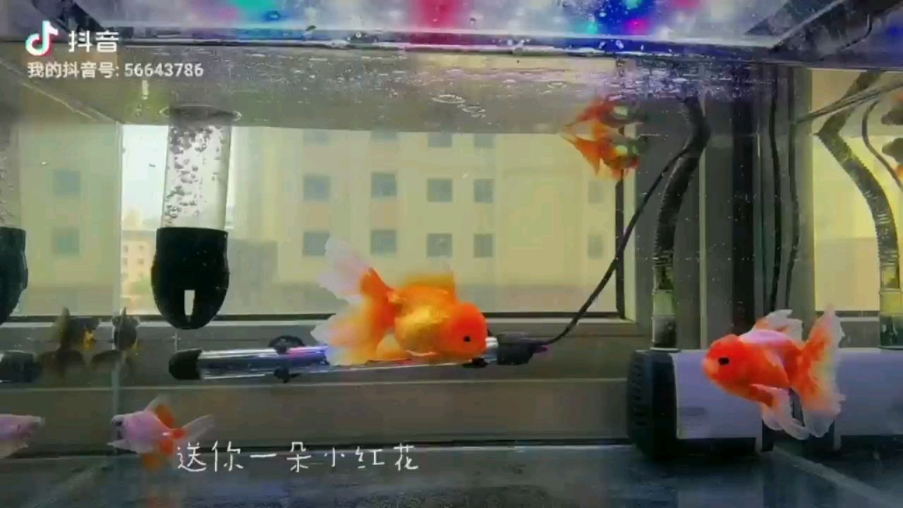 雷龍魚配什么魚（雷龍配什么魚好看）