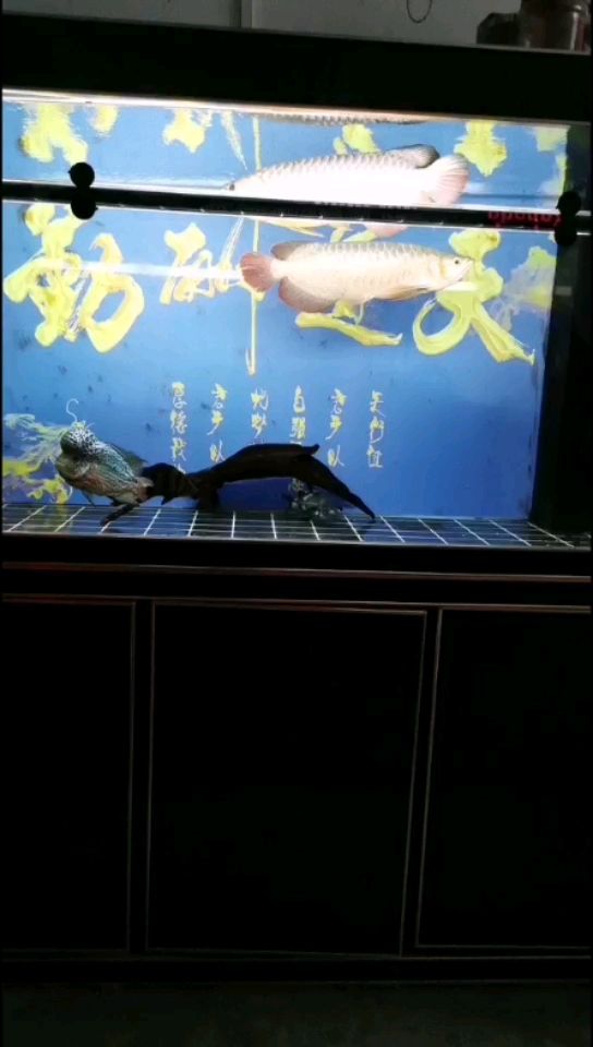 閑來(lái)看看魚 觀賞魚論壇