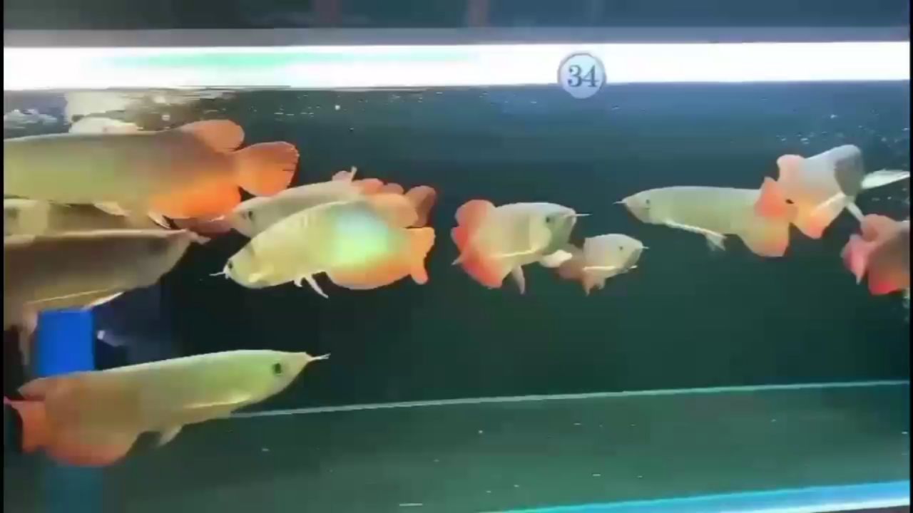 金堂哪里有賣魚缸的店子（金堂水族館） 黃金斑馬魚