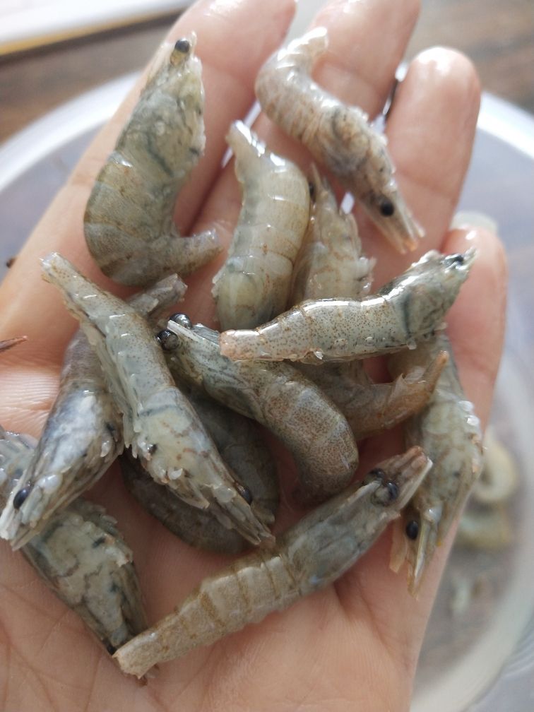 喂魚野生小河蝦營養(yǎng)價(jià)值怎么樣？ 觀賞魚論壇