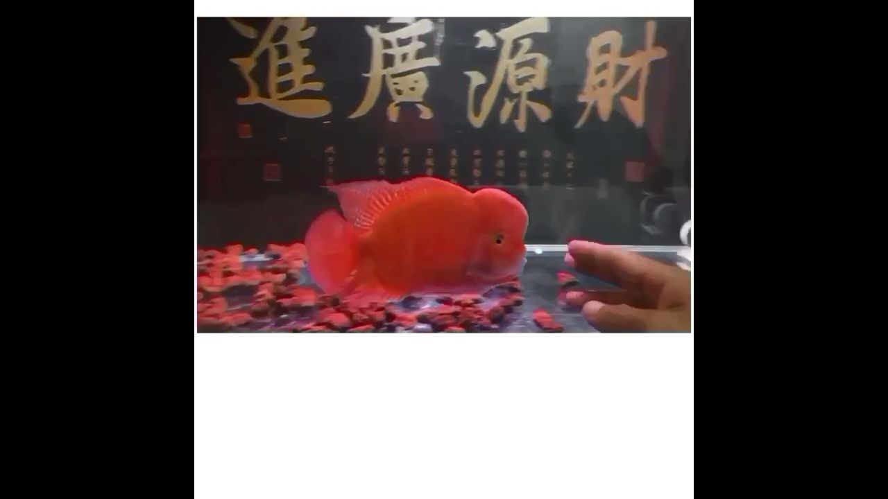 a級(jí)紅馬馬羅漢魚(yú) 觀賞魚(yú)論壇