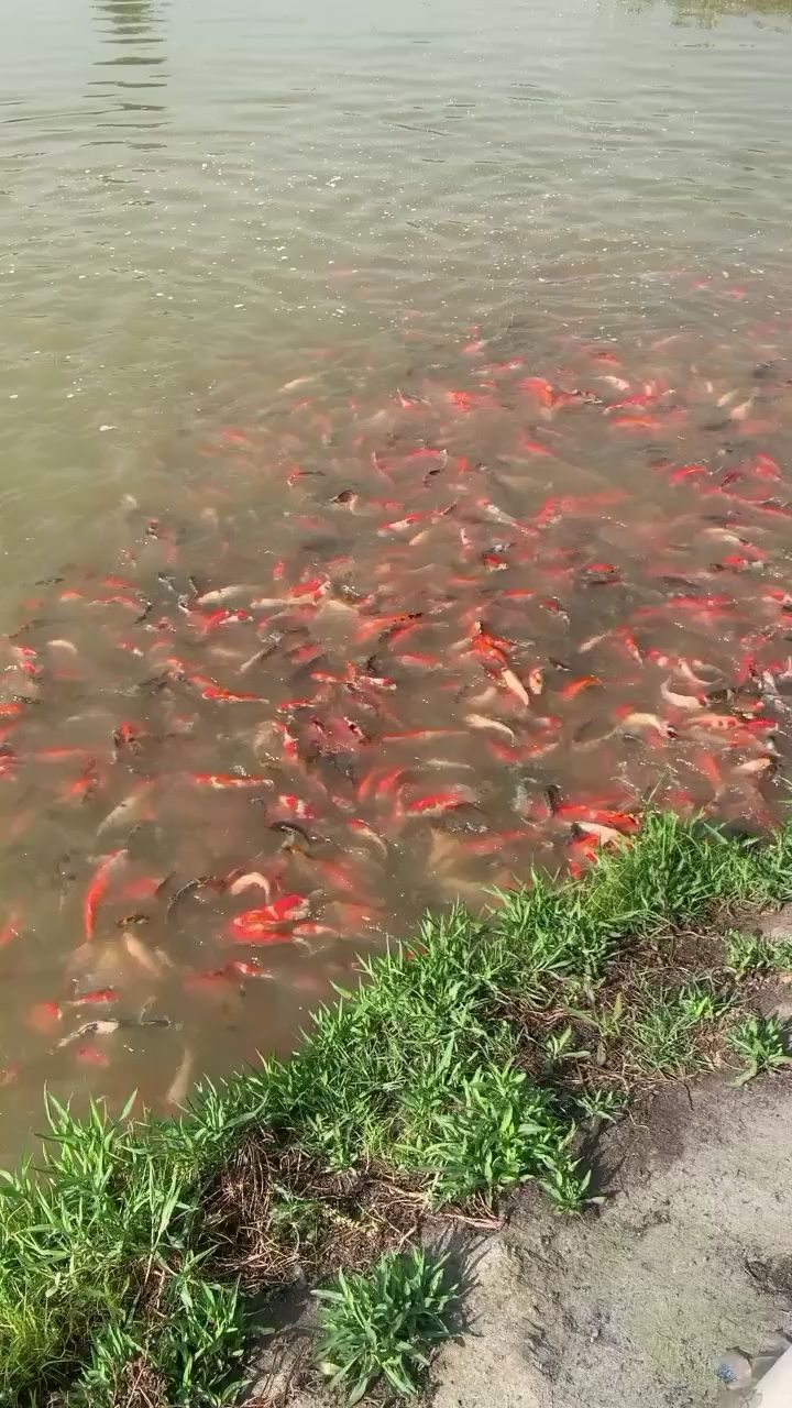 雷龍魚(yú)缸用什么燈最好(雷龍魚(yú)缸用什么燈最好呢) 觀賞魚(yú)