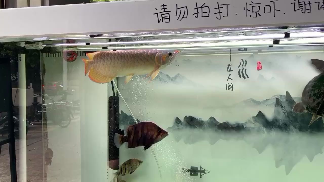 呼和浩特清洗魚缸電話號碼 水族問答