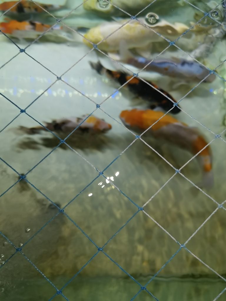 魚缸的水特別渾怎么辦 水族問答 第5張