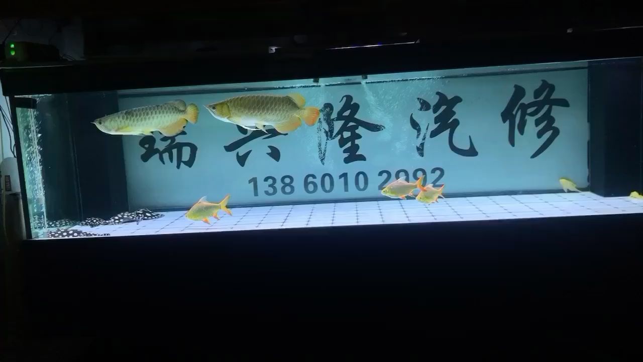 感覺有點空 觀賞魚論壇 第1張