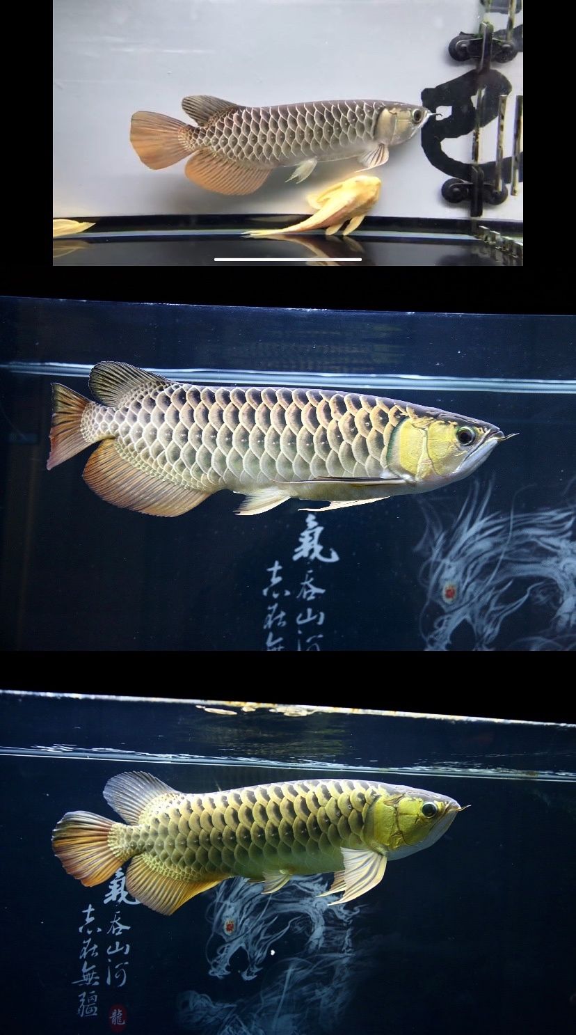 品味古典 2.0 觀賞魚論壇 第2張