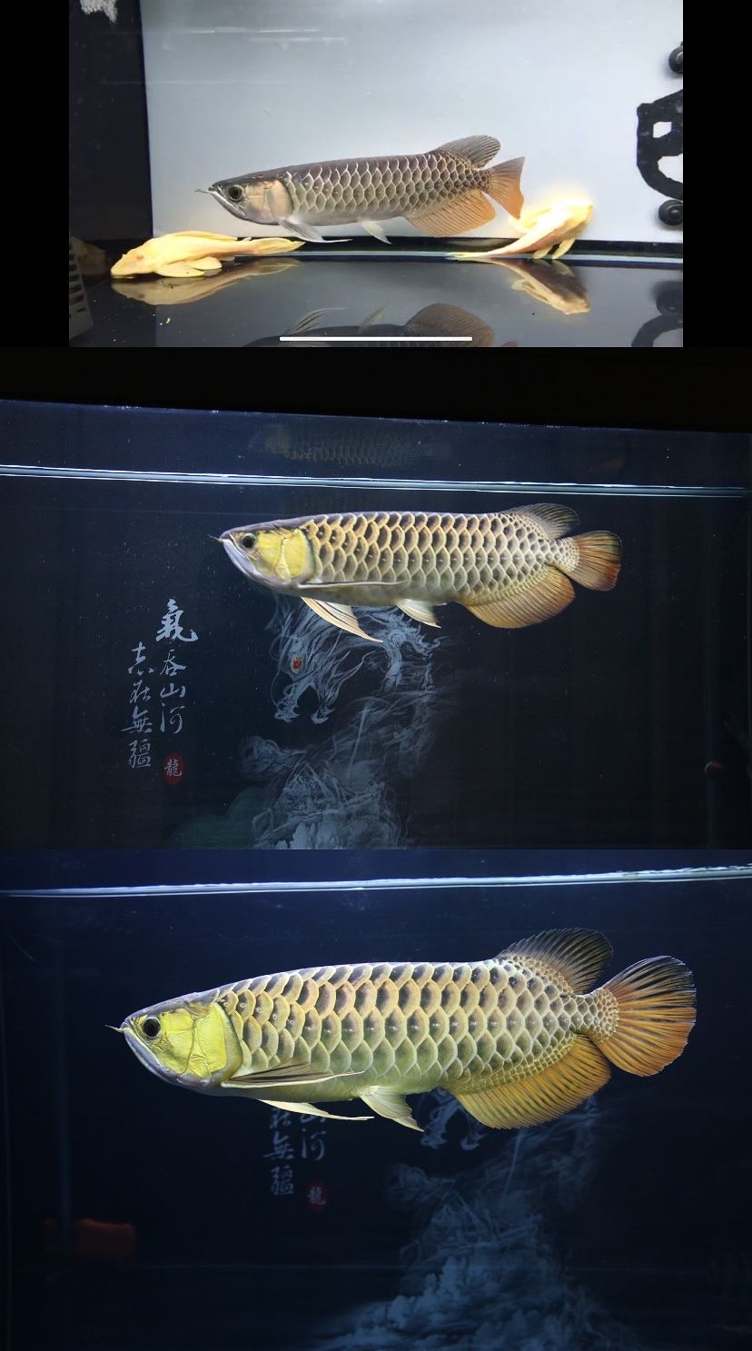 品味古典 2.0 觀賞魚論壇 第1張