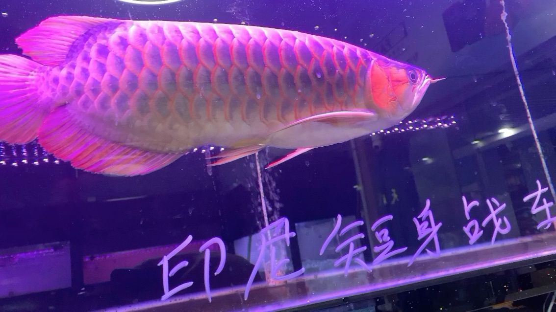 龍魚1號