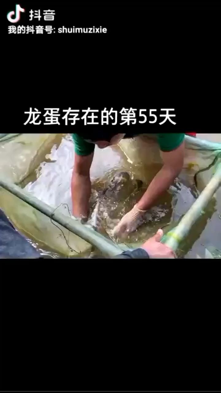 啦啦啦啦啦 扒龍蛋 觀賞魚(yú)論壇