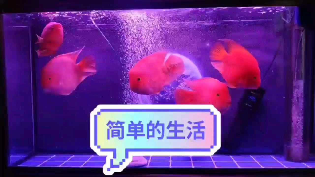 想換缸 又沒有好的理由說服老婆 觀賞魚論壇 第1張