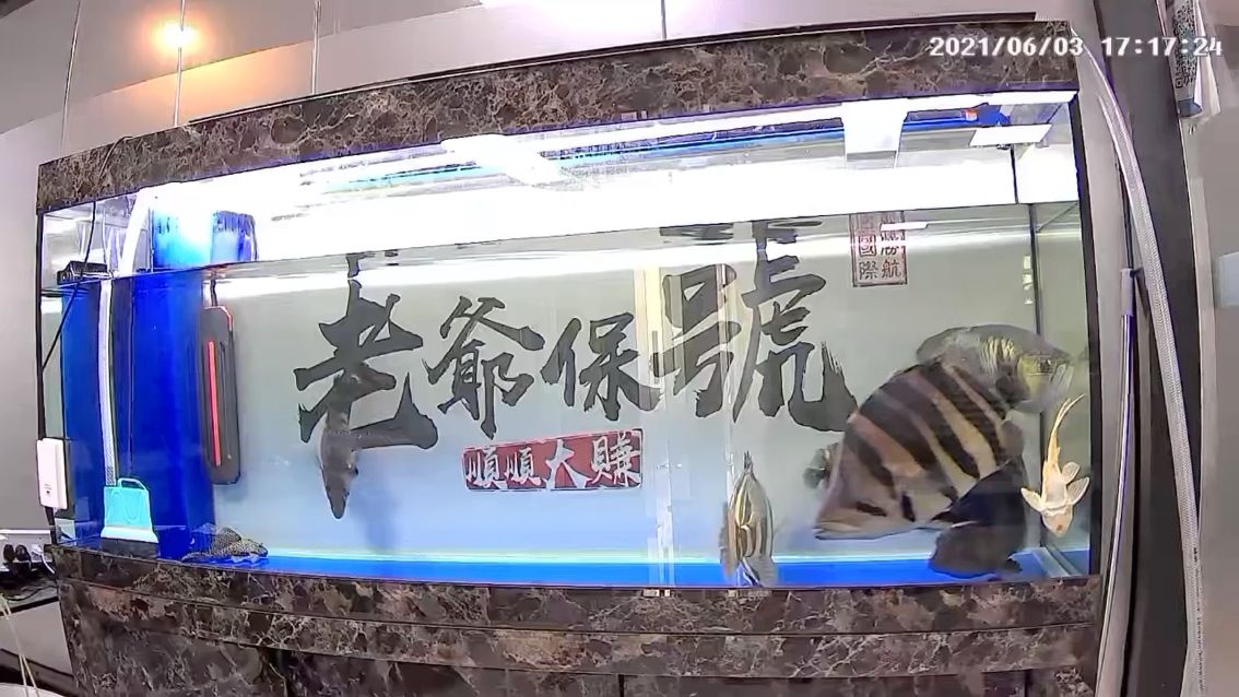 泰虎打架蒙眼勤換水加鹽 觀賞魚論壇