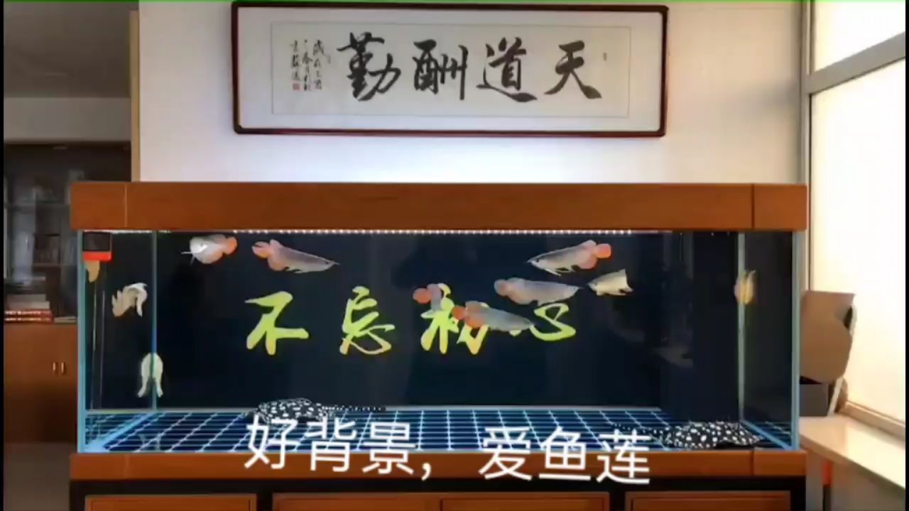 不忘初心，個(gè)性定制魚缸背景圖 觀賞魚論壇