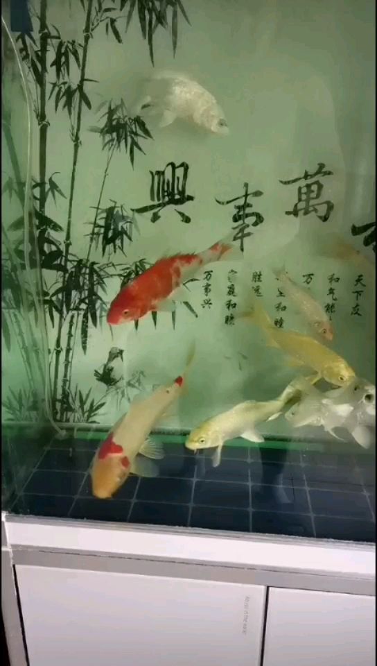 養(yǎng)魚先養(yǎng)水。 觀賞魚論壇