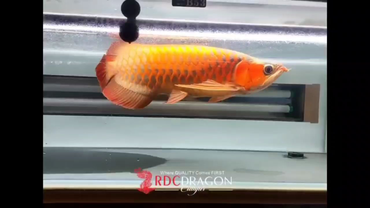 全品RDC紅魔 觀賞魚論壇