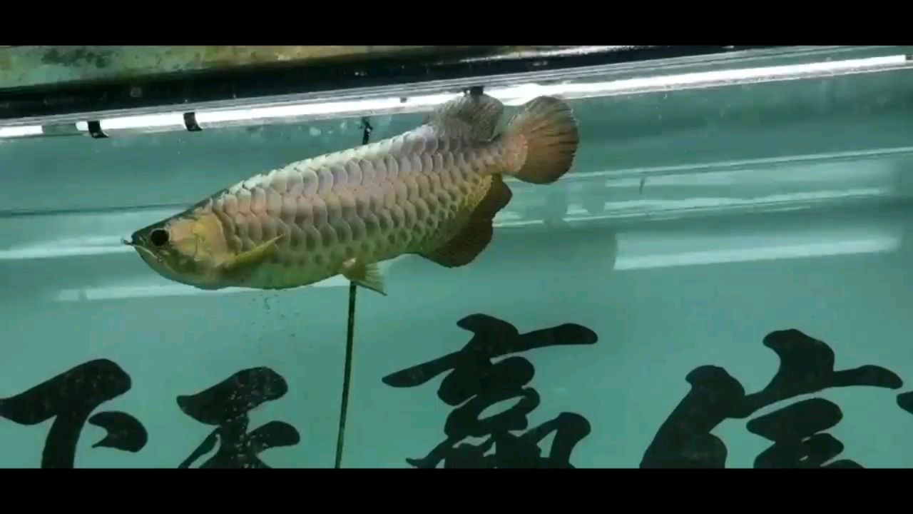 立達(dá)珍藏版 觀賞魚(yú)論壇