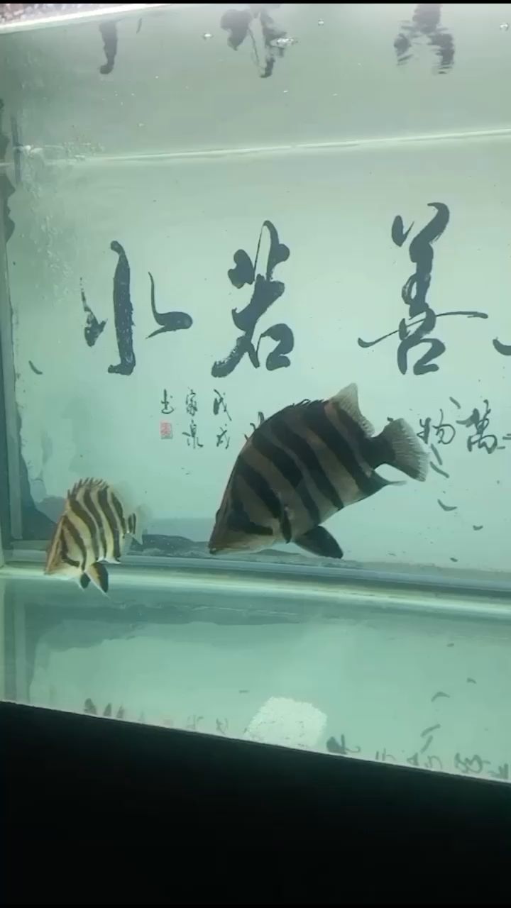 各位大神幫忙看下這虎如何，體色看起來有點(diǎn)黑[lenghan] 觀賞魚論壇